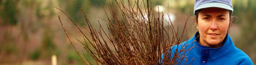 Volunteer to Care for the Environment