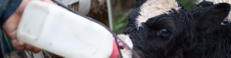 Animal Welfare Volunteering